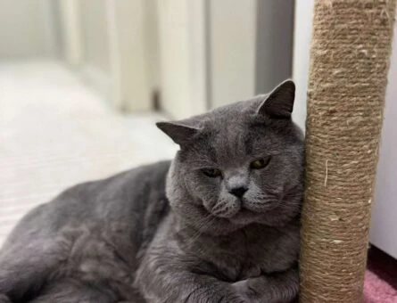 British Shorthair Oğluma Eş Arıyorum - 118961564