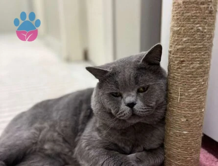 British Shorthair Oğluma Eş Arıyorum