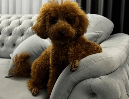 Toy Poodle Oğlumuza Eş Arıyoruz - 118961568