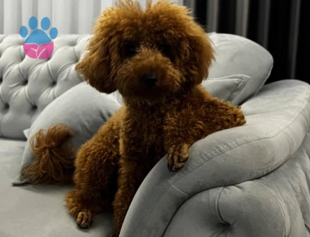 Toy Poodle Oğlumuza Eş Arıyoruz