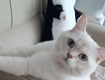 British Shorthair Kızgınlıkta Eş Arıyor - 118961611