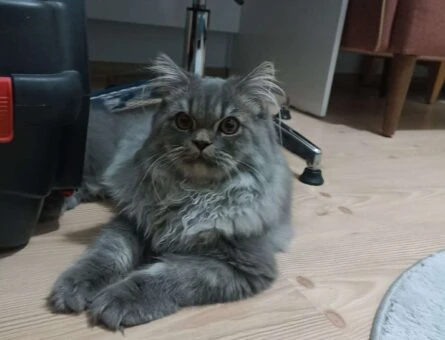 Chinchilla Oğlumuza Eş Arıyoruz - 118961637