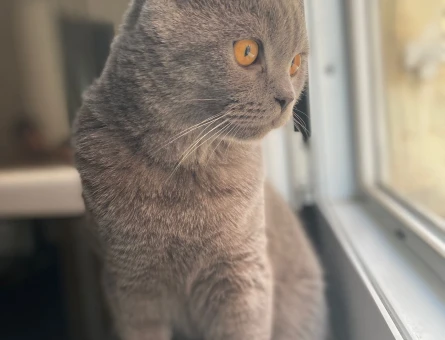 British Shorthair  Oğlumuz Eş Arıyor - 118961647