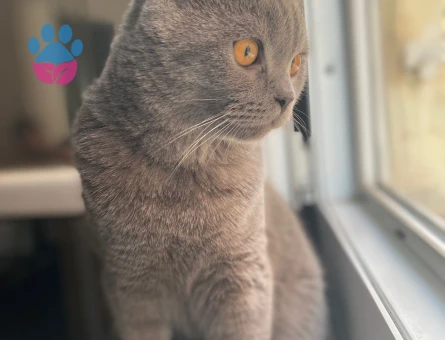 British Shorthair  Oğlumuz Eş Arıyor