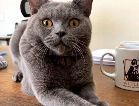British Shorthair 1 Yaşında Kızgınlıkta - 118961653