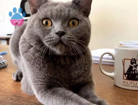 British Shorthair 1 Yaşında Kızgınlıkta