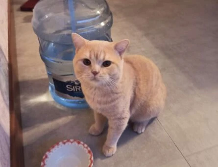British Shorthair Oğluma Dişi Kedi Arıyorum - 118961664