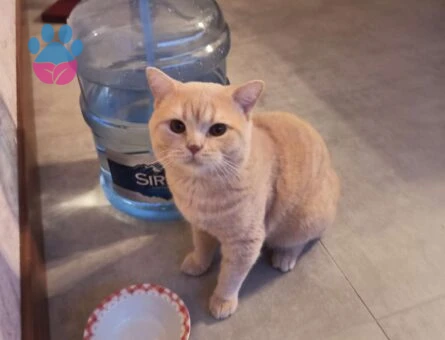 British Shorthair Oğluma Dişi Kedi Arıyorum