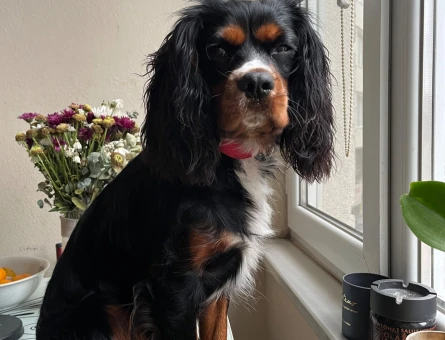 Cavalier King Charles 11 Yaşında Zeus Eş Arıyor - 118961673