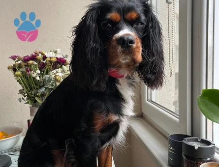 Cavalier King Charles 11 Yaşında Zeus Eş Arıyor