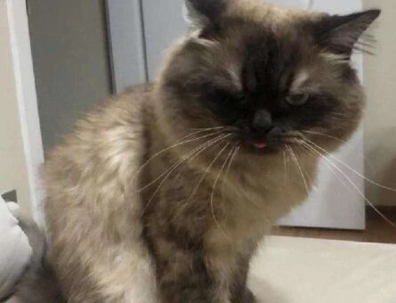 Himalayan Cinsi Bal Oğluma Eş Arıyorum - 118961674