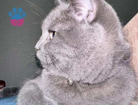 British Shorthair Maya Eş Arıyor