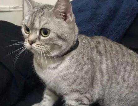 British Shorthair Kızıma Eş Arıyorum - 118961714