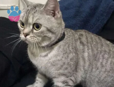 British Shorthair Kızıma Eş Arıyorum