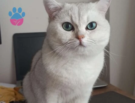 Erkek British Shorthair Kedime Eş Arıyorum