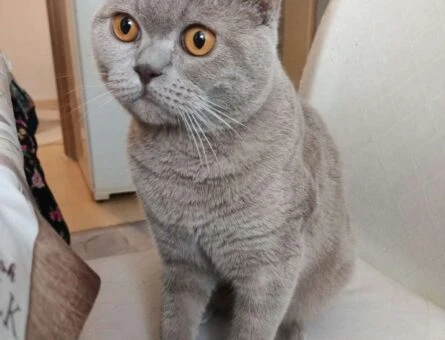 British Shorthair Ares Eş ARIYOR 8 Aylık - 118961734