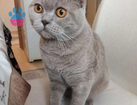 British Shorthair Ares Eş ARIYOR 8 Aylık