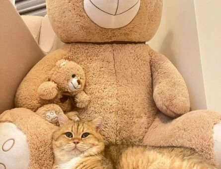 British Shorthair Kedim 1,5 Yaşında Eş Arıyor - 118961735