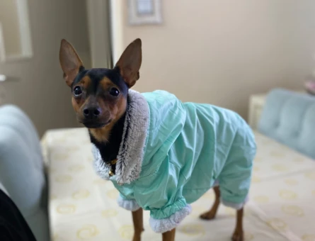 Minyatür Pinscher 12 Aylık Şakir Eş Arıyor - 118961747