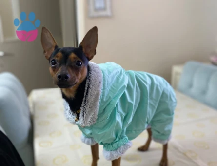 Minyatür Pinscher 12 Aylık Şakir Eş Arıyor