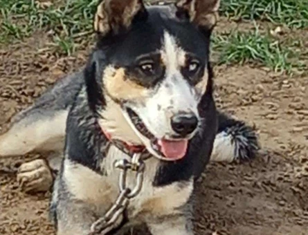 Alman Kurdu Köpeğime Eş Arıyorum - 118961752