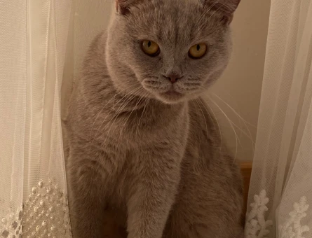 British Shorthair 1 Yaşında Kedim Eş Arıyor - 118961764