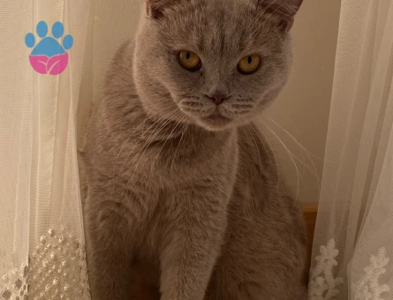 British Shorthair 1 Yaşında Kedim Eş Arıyor