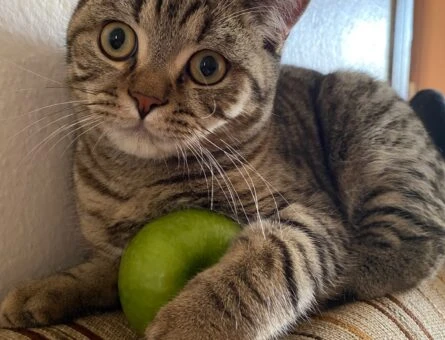 British Shorthair Erkek Kedime Eş Arıyorum - 118961767