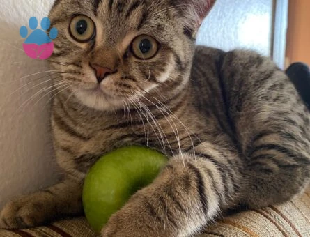 British Shorthair Erkek Kedime Eş Arıyorum