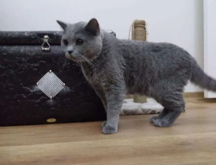 British Shorthair Pamuk Oğlumuza Eş Arıyoruz - 118961770