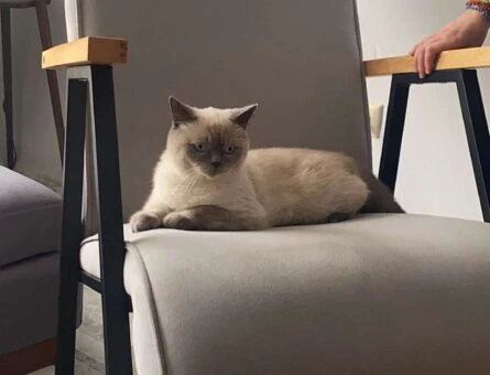 British Shorthair Oğlumuza Eş Arıyoruz - 118961777