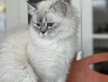 British Shorthair Oğluma Eş Arıyorum 1 yaşında - 118961787