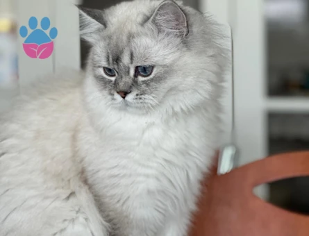 British Shorthair Oğluma Eş Arıyorum 1 yaşında - 118961787