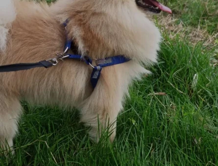 Pomeranian Spitz Dişi Eş Arıyoruz - 118961794