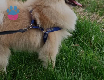 Pomeranian Spitz Dişi Eş Arıyoruz