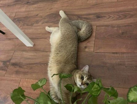 British Shorthair Kızıma Uygun Eş Arıyorum - 118961804
