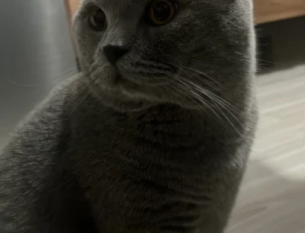 British Shorthair Erkek Kedime Eş Arıyorum - 118961811