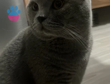 British Shorthair Erkek Kedime Eş Arıyorum