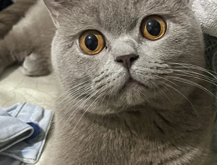 British shorthair 2 Yaşında Kızgınlıkta - 118961835