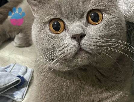 British shorthair 2 Yaşında Kızgınlıkta