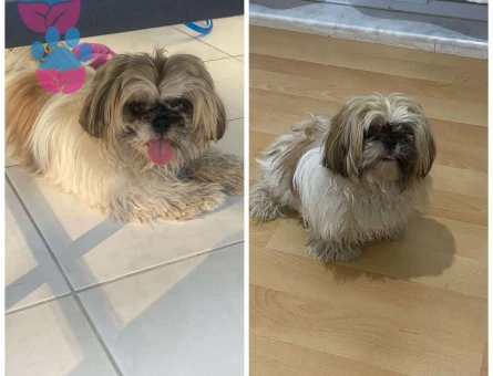 Shih Tzu 1.5 Yaşında Kızıma Eş Arıyorum