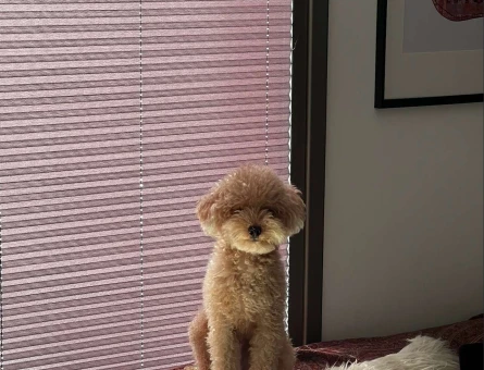 Toy Poodle Oğlumuza Eş Arıyoruz - 118961849