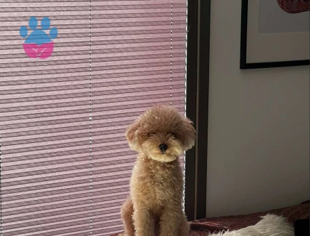 Toy Poodle Oğlumuza Eş Arıyoruz