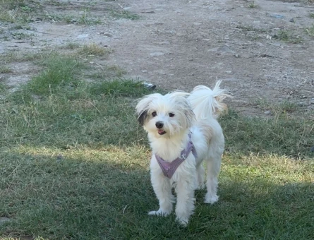 Maltipoo Kızıma Eş Arıyoruz - 118961860