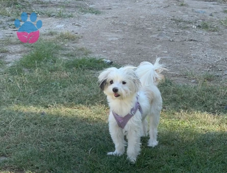 Maltipoo Kızıma Eş Arıyoruz