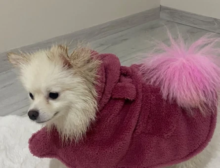 Pomeranian Boo 1,5 Yaşında Kızıma BEYAZ Eş Arıyorum - 118961863