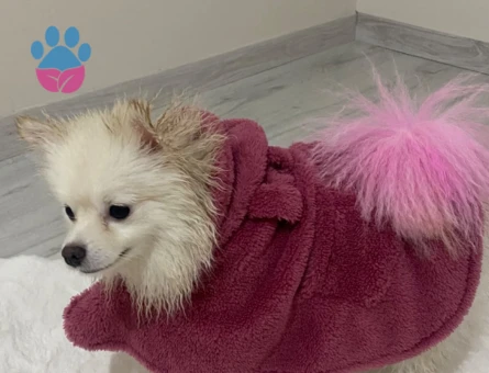 Pomeranian Boo 1,5 Yaşında Kızıma BEYAZ Eş Arıyorum