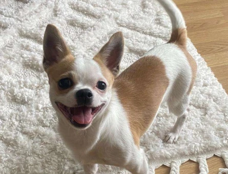 Chihuahua Oğlum 1,5 Yaşında - 118961883
