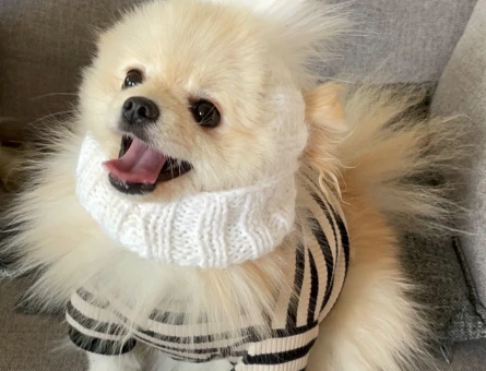 Pomeranian Kızıma Tecrübeli Max 3 Kilo Eş Arıyorum - 118961899