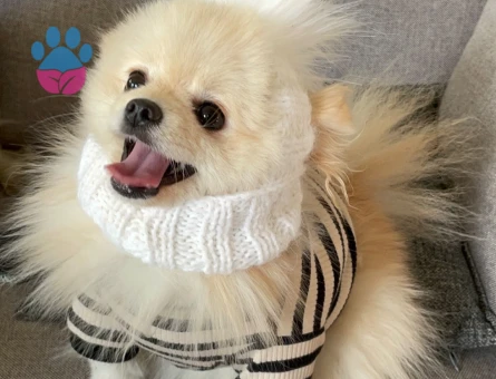 Pomeranian Kızıma Tecrübeli Max 3 Kilo Eş Arıyorum